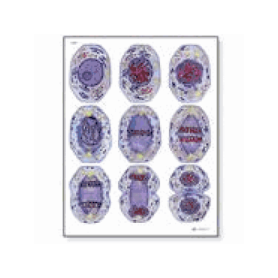 Cell Division I, Mitosis Chart without rods