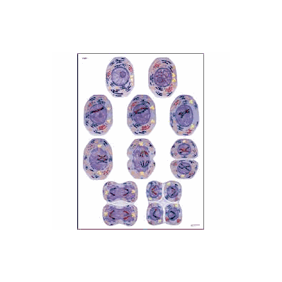 Cell Division II Chart, Meiosis