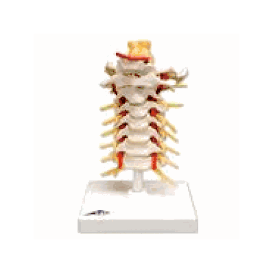 Cervical Spinal Column