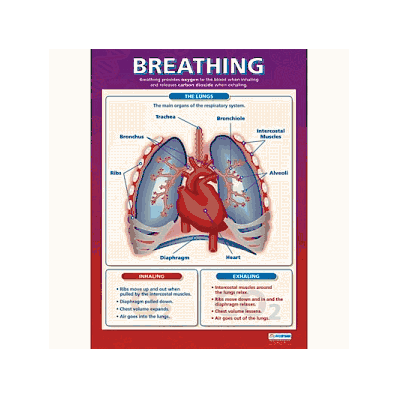 Chart, Breathing - Medline