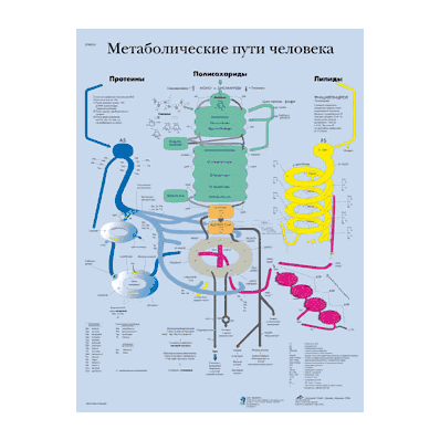 Human Metabolic Pathways Chart