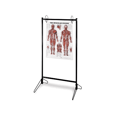 Chart Stand By Enasco - Stand, Chart, Holds 2