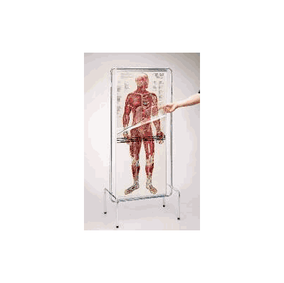 Chart, Thin Man - - Laerdal Medical