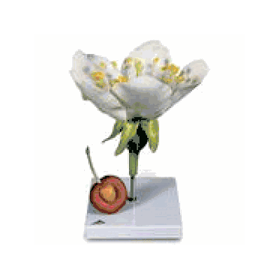 Cherry Blossom with Fruit, enlarged 7x life-size