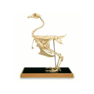 Chicken Skeleton with Plastic case
