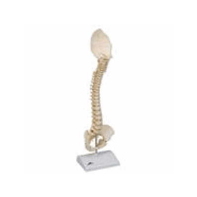 Child's Vertebral Column Model