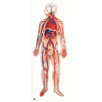 Model Circulatory System G30