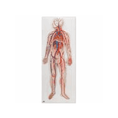 Circulatory System