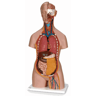 B19 Unisex Torso with Head