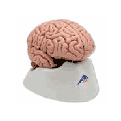Classic Brain, 5 Part