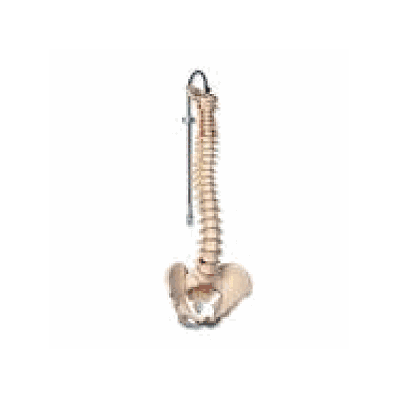 Classic Flexible Spine Model