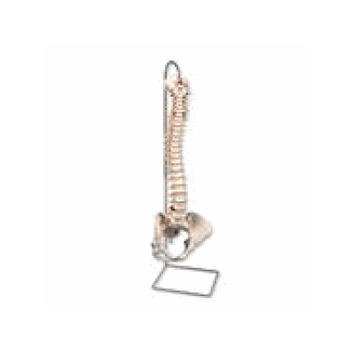 Classic Flexible Spine Model with Female Pelvis