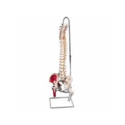 Classic Flexible Spine Model with Femur Head and Painted Muscles