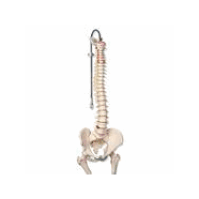 Classic Flexible Spine Model with Femur Head