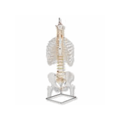 Classic Flexible Spine Model with Ribs and Femur Heads