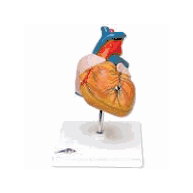 Classic Heart, 2 part