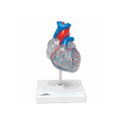  Classic Heart with Conducting System, 2 part