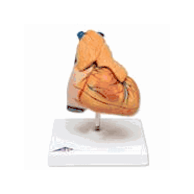 Classic Heart with Thymus, 3 part