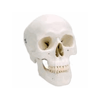 Classic Human Skull Model, 3 part