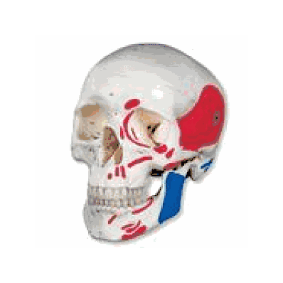  Classic Human Skull Model, painted, 3 part