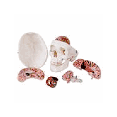Classic Human Skull Model with 5 part Brain