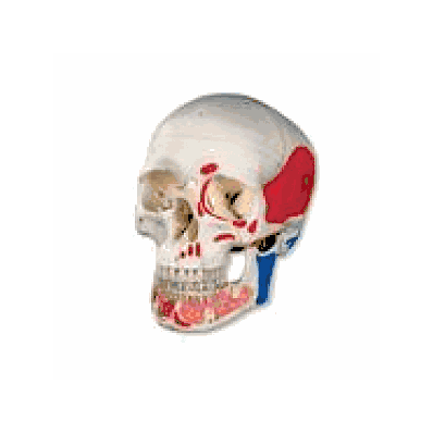 Classic Human Skull Model with Opened Lower Jaw, 3 part, painted