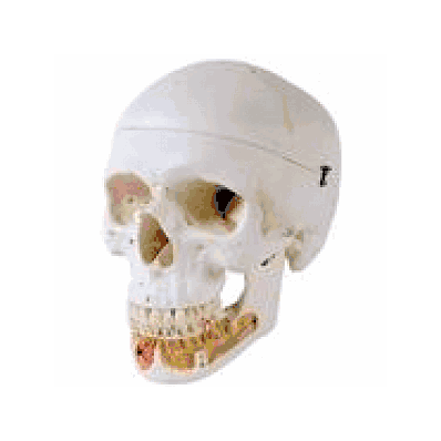 Classic Human Skull Model, with Opened Lower Jaw, 3 part