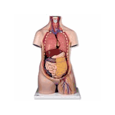 Classic Unisex Torso, 10-part 