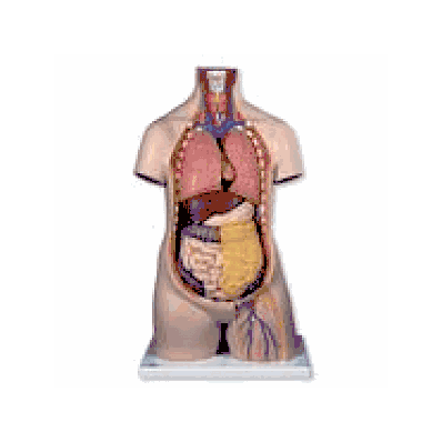 Classic Unisex Torso, 11-part
