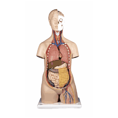 B09 Sexless Torso with Head