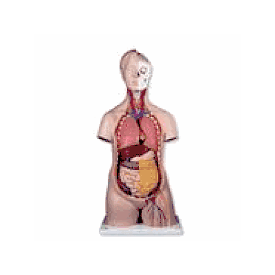 Classic Unisex Torso, 12-part