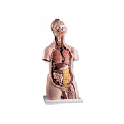 Classic Unisex Torso, 14-part