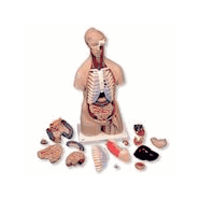 Classic Unisex Torso, 16-part