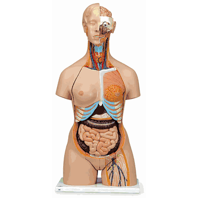Dual Sex Torso with Head