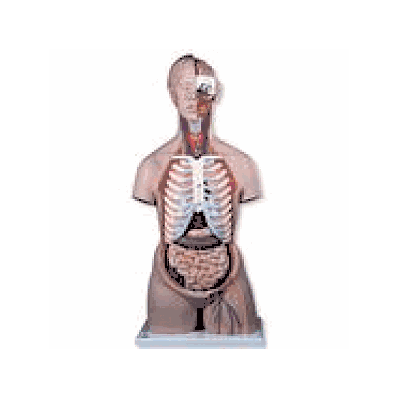 Classic Unisex Torso with Open Back, 21-part