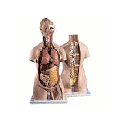 Classic Unisex Torso with Opened Neck and Back, 18-part