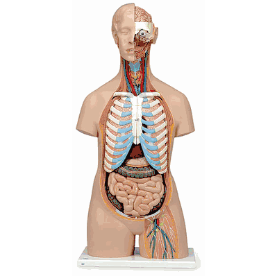 B17 Torso with Open Back 21Pt