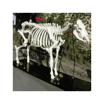 Cow Skeleton on Wooden Base