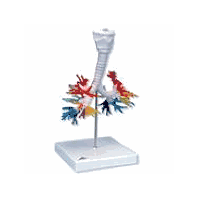 CT Bronchial Tree with Larynx