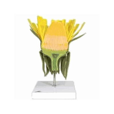 Dandelion Flower, enlarged 10 - 20x life-size