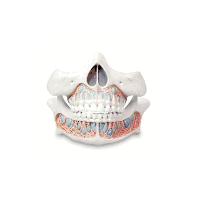 Deciduous Teeth Model - Model, Deciduous TeEt