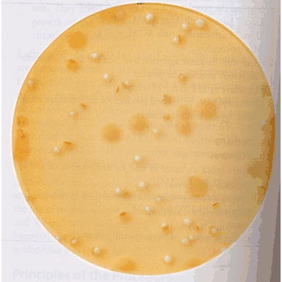 Dehydrated Culture Media, 500 Grams Bottle LactoBacilli MRS Agar