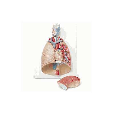 Deluxe 7-Part Life-Size Lung Model, 12-1/4"