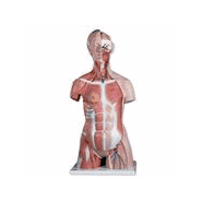 Deluxe Dual Sex Muscle Torso, 31-part