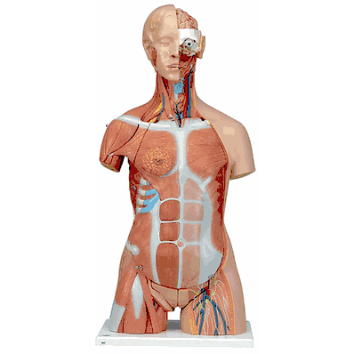 B40 Muscle Torso with Head