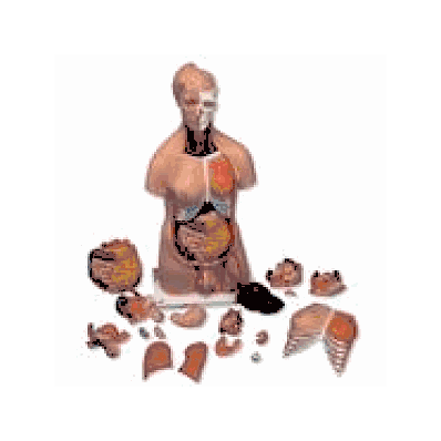 Deluxe Dual Sex Torso, 20-part