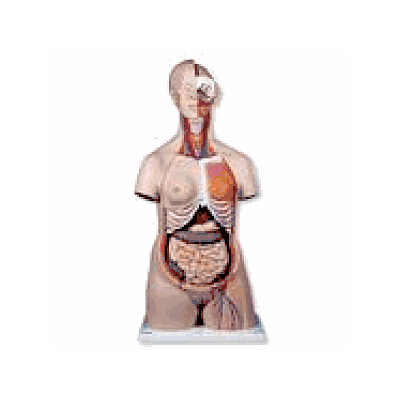 Deluxe Dual Sex Torso, 24-part