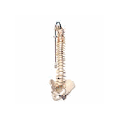 Deluxe Flexible Spine Model