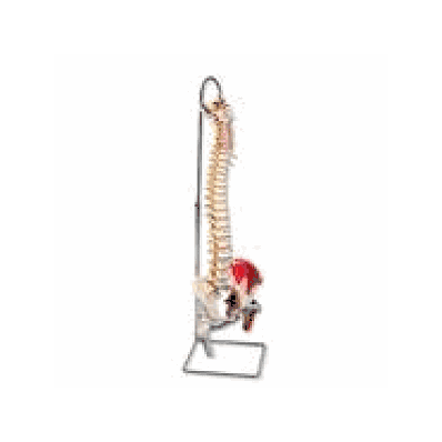 Deluxe Flexible Spine Model with Femur Heads and Painted Muscles