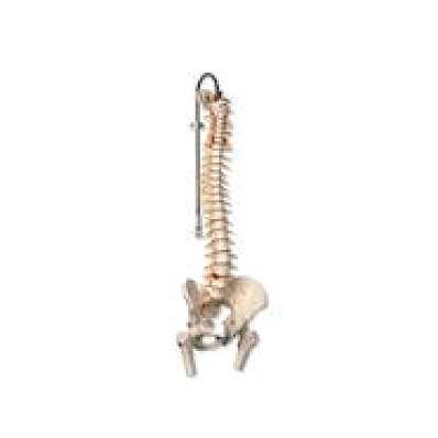 Deluxe Flexible Spine Model with Femur Heads